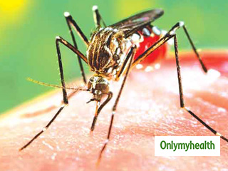 World Malaria Day 2020: मलेरिया के इलाज के लिए उसकी पुष्टि होना है जरूरी, जानें कैसे करते हैं मलेरिया की जांच 