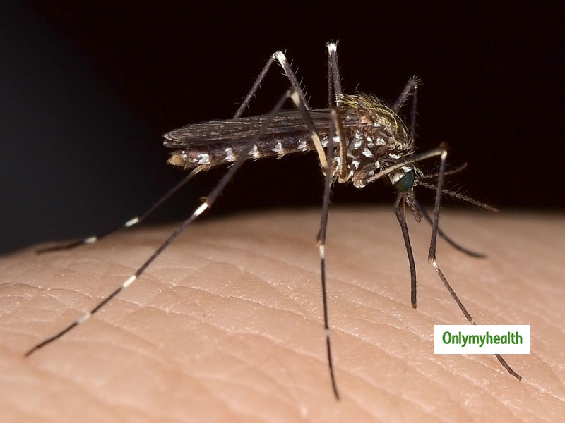 Malaria Alert: What Are The Four Types of Malaria