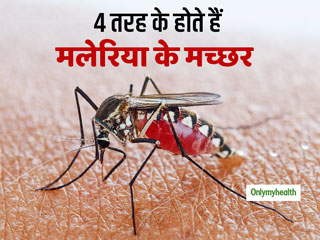 Malaria Mosquitoes: 4 तरह के होते हैं मलेरिया के मच्‍छर, जानें कौन सा मच्‍छर है जानलेवा