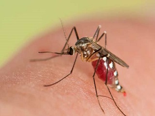 Dengue Fever: Learn About The Signs And Symptoms