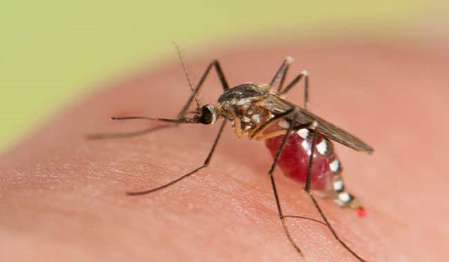 Dengue Fever: Learn About The Signs And Symptoms