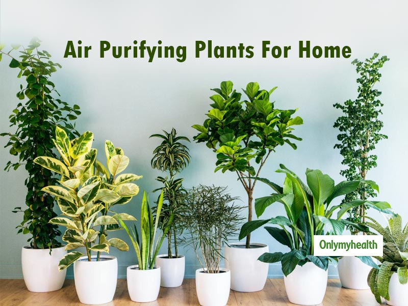 7 Air-Purifying Houseplants To Clean The Air Inside Your Home