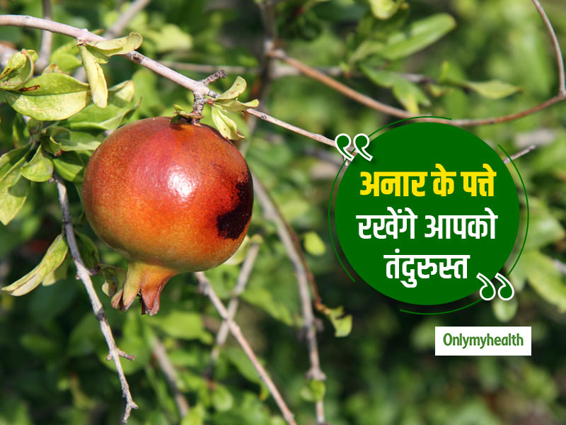 स्वास्थ्य संबंधी परेशानियों से निजात दिला सकते हैं अनार के पत्ते, जानें इसके 5 फायदे