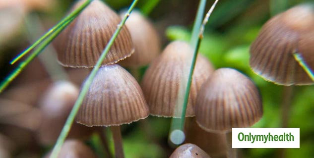 Magic Mushroom For Depression 