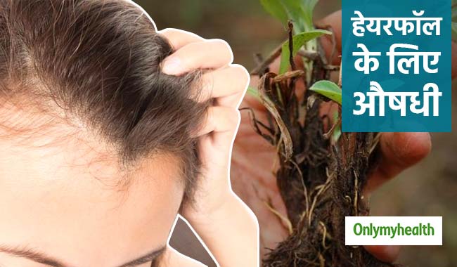 झड़ते और सफेद बालों को तुरंत रोकती है जटामांसी औषधी, घर में भी उगा सकते हैं इसे