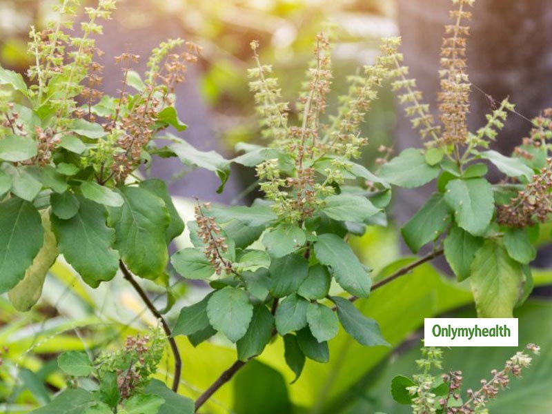 Tulsi Benefits Apply These Easy Tricks For Smooth Hair OnlyMyHealth