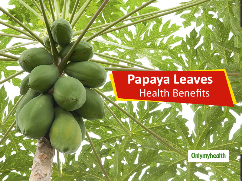 Uses of 2025 papaya leaves