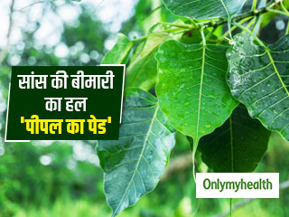 पीपल की छाल से बने चूर्ण के इस्तेमाल से दूर हो सकती है सांस संबंधी समस्याएं, जानें इसके 5 स्वास्थ्य लाभ