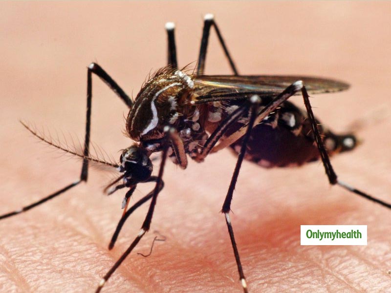 Mosquito Threat In Mysuru No Cases Of Dengue Have Been Reported Since January