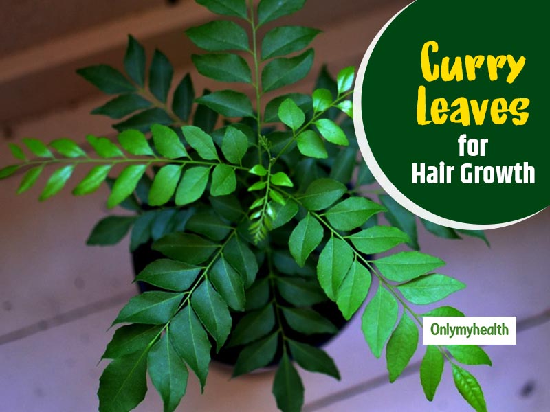 Curry Leaves For Hair Home Remedies For Voluminous Hair  curry leaves for  hair home remedies for voluminous hair  HerZindagi