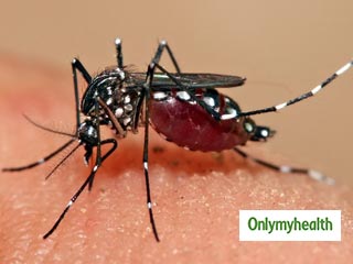 National Dengue Day 2019: डेंगू से बचाव है आसान बस करने होंगे ये चंद काम, जानें एक्सपर्ट की राय
