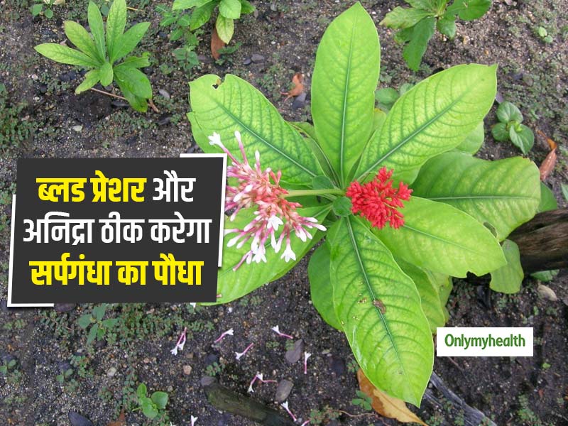 Ayurvedic Herb: हाई ब्लड प्रेशर, अनिद्रा और पेट के रोगों में बहुत फायदेमंद है सर्पगंधा का पौधा, जानें प्रयोग