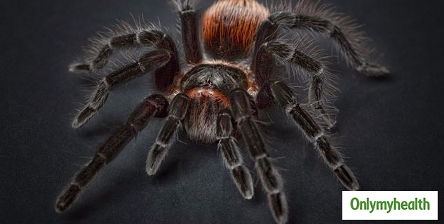 Arachnophobia