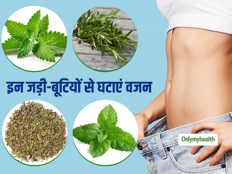 Weight Loss Herbs: इन 5 सस्ती जड़ी-बूटियों के साथ आप आसानी से घटा सकते हैं वजन, जानें इसके फायदे