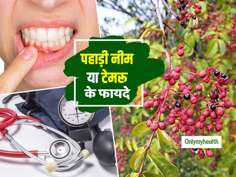 हाई ब्लड प्रेशर और पायरिया का रामबाण इलाज है 'पहाड़ी नीम' या टेमरू (तिमूर), जानें इसके 5 फायदे
