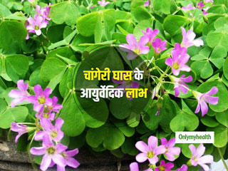 पेट दर्द, सिरदर्द और बवासीर में फायदेमंद होता है चांगेरी घास, जानें आयुर्वेद में बताए गए 5 स्वास्थ्य लाभ