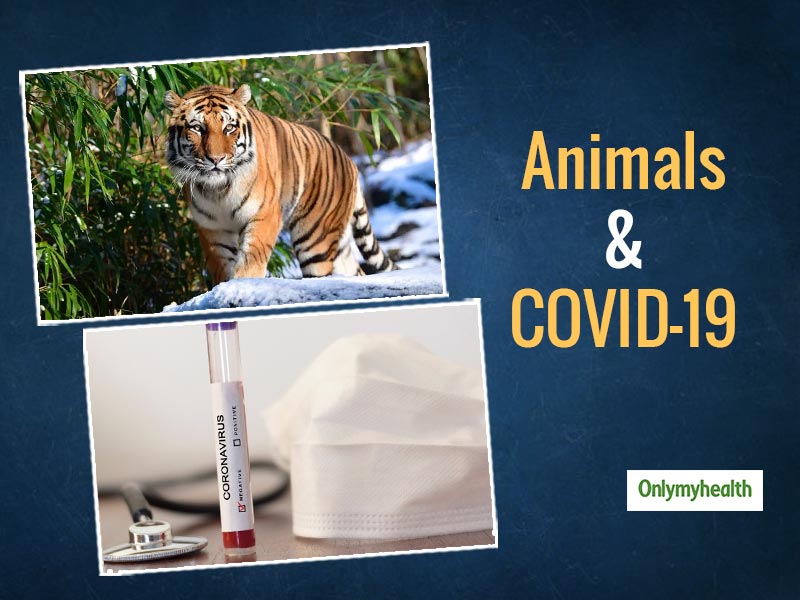 Human To Animal COVID-19 Transmission: What Precautions Are Necessary For Pet-Care?