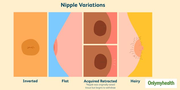 Nurture For Two - Nipples like breasts come in all shapes and sizes. Nipples  change during pregnancy. They become larger and more elastic. Your nipples  may appear flat or inverted at the