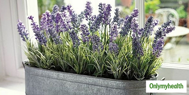 LavenderPlant 