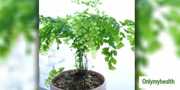 Ginkgo Biloba