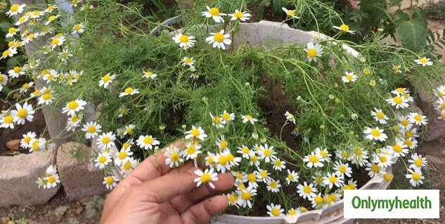 Chamomile