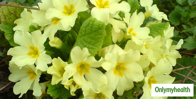 Evening Primrose