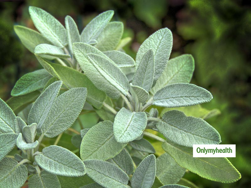 Common Sage Plant Benefits: Learn 5 Medicinal Uses Of This Ayurvedic