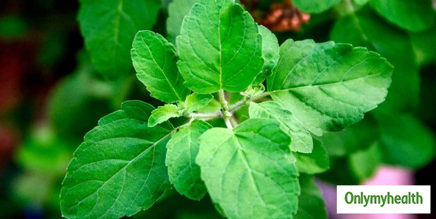 tulsi