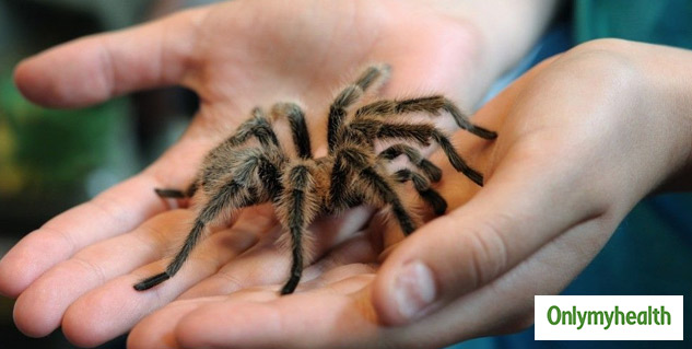spider tarantula venom for pain management 