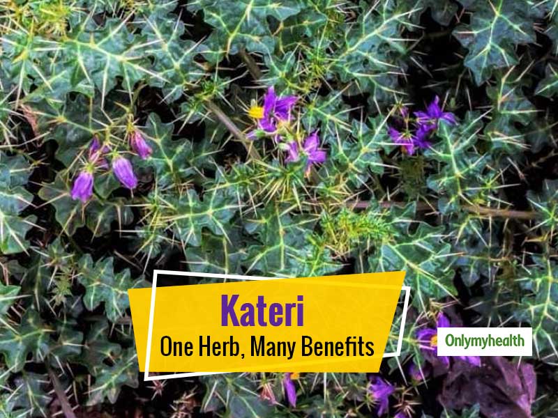 Kateri Herb- This Ayurvedic Herb Has Potential To Treat A Myriad ...