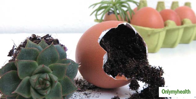 Eggshell For Plant