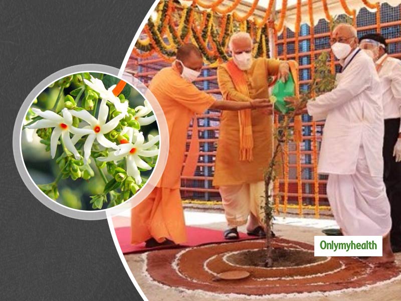 अयोध्‍या में पीएम मोदी ने लगाया पारिजात वृ्क्ष (हरसिंगार), जानिए क्‍या है पारिजात के औषधीय गुण