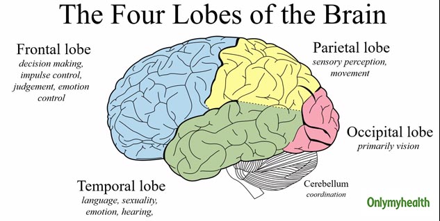 How Genius Brains Are Different From Others? Know What Made Shakuntala ...