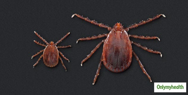 Tick Borne Virus Spread In China 
