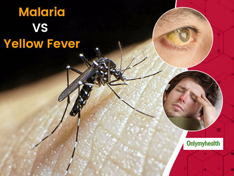 World Mosquito Day 2020: What Is The Difference Between Malaria and Yellow Fever?