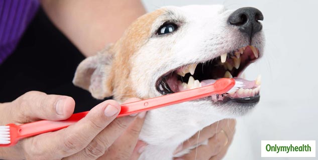 Pets Hygiene 