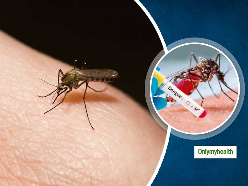World Mosquito Day 2021: मच्‍छर के काटने हर साल मरते हैं 7 लाख लोग! जानिए मच्‍छर जनित रोगों से बचने के उपाय