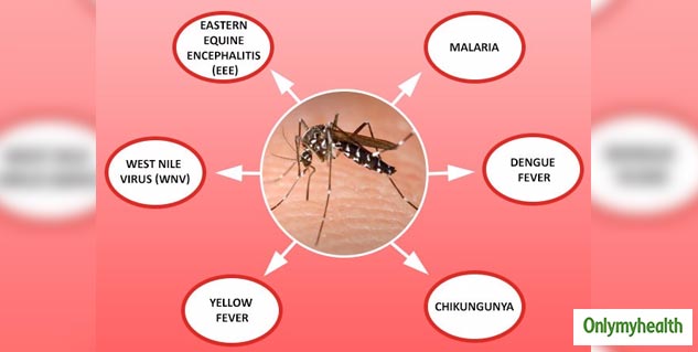 World Mosquito Day 2020: Read Experts Tips To Keep Safe From Mosquitoes ...