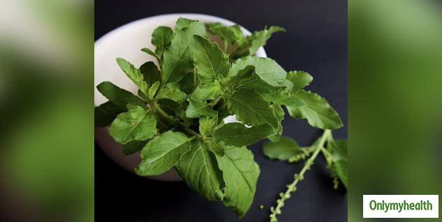 tulsi