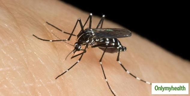 malaria