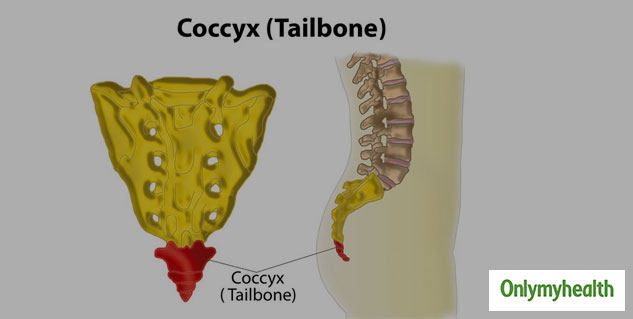 Are You Struggling With Tailbone Pain? Know How It Is Caused, Identified  and Diagnosed