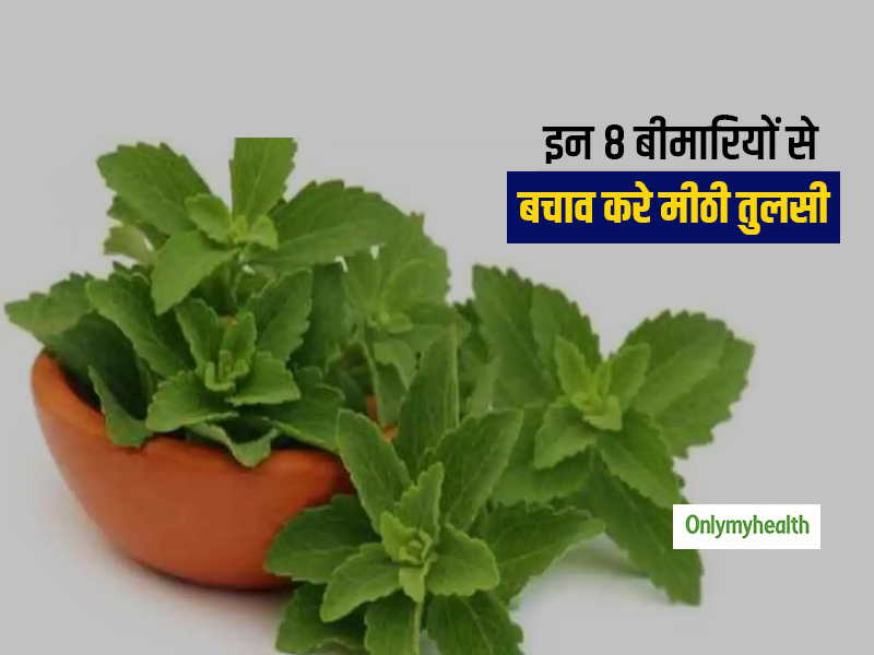 चीनी से कई गुणा मीठी होती है स्टीविया या मीठी तुलसी,  एक्सपर्ट से जानिए इसके गुणकारी फायदे
