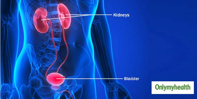 inside_bladder