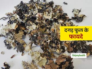 Dagad Phool: आयुर्वेद में कई समस्याओं के लिए फायदेमंद माना जाता है दगड़ फूल (पत्थर का फूल), जानें इसके लाभ