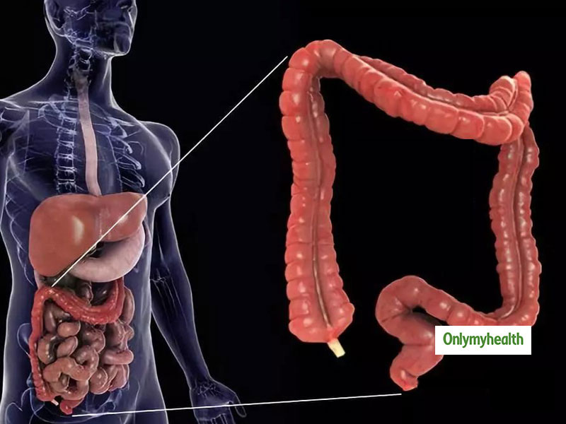 how long our your intestines