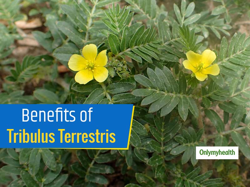 Health Benefits Of Tribulus Terrestris