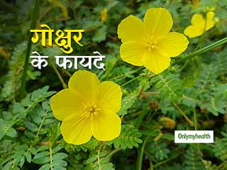 Tribulus Terrestris or Gokshura: बांझपन से लेकर दिल और दिमाग को स्‍वस्‍थ रखने में मददगार है गोक्षुर (गोखरू) 