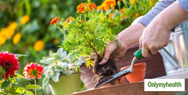 Gardening
