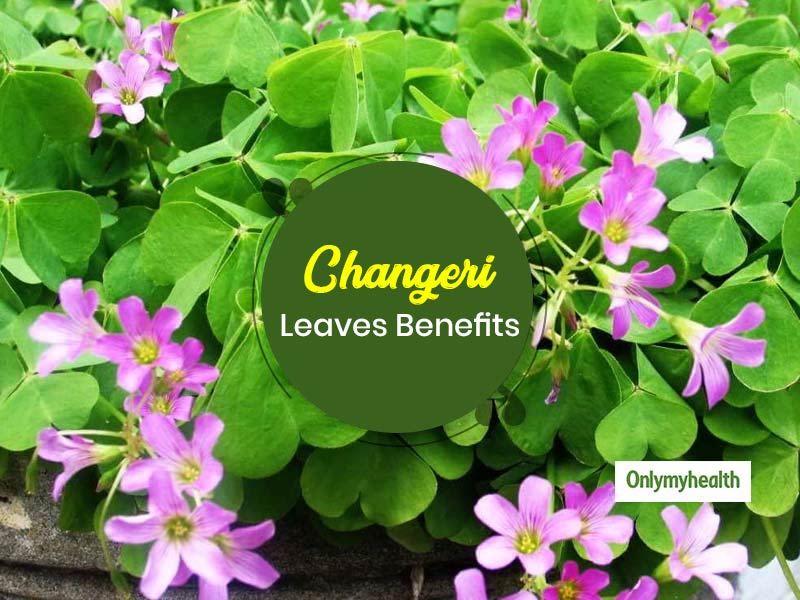 Changeri Grass: Learn 5 Medicinal Health Benefits Of This Ayurvedic Plant