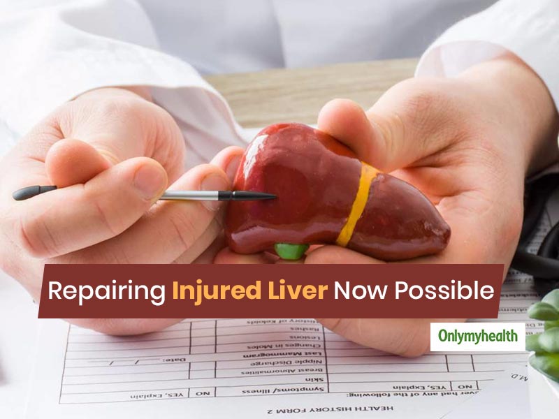 New Discovery: It Is Now Possible To Repair An Injured Liver And Keep It Functioning